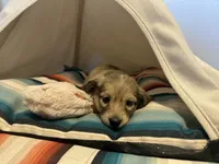 Barbie, a female Miniature Dachshund for sale in Winston-Salem, NC – 4 of 10