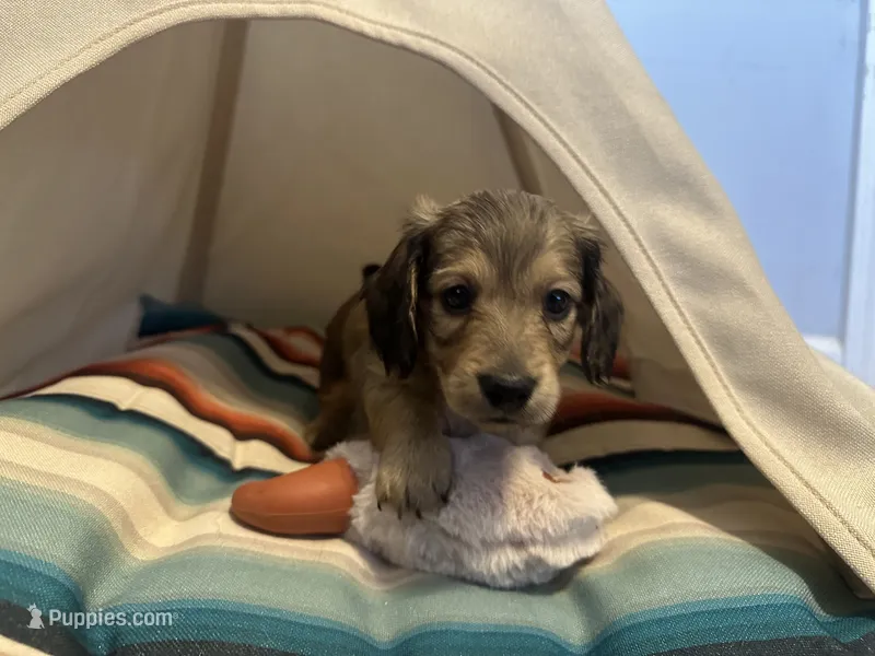 Slinky – Miniature Dachshund puppy for sale in Winston-Salem, NC