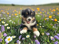 Pedro, a male Toy Australian Shepherd for sale in Winston-Salem, NC – 8 of 10
