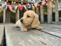 Kristoff, a male Miniature Dachshund for sale in Winston-Salem, NC – 2 of 6