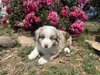 Kentucky , a male Miniature Australian Shepherd for sale in Winston-Salem, NC – 2 of 10