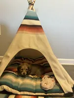 Barbie, a female Miniature Dachshund for sale in Winston-Salem, NC – 9 of 10