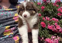 Virginia , a female Miniature Australian Shepherd for sale in Winston-Salem, NC – 3 of 10