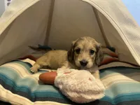 Holly Hobby, a female Miniature Dachshund for sale in Winston-Salem, NC – 5 of 10