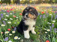 Pepe, a male Toy Australian Shepherd for sale in Winston-Salem, NC – 2 of 9