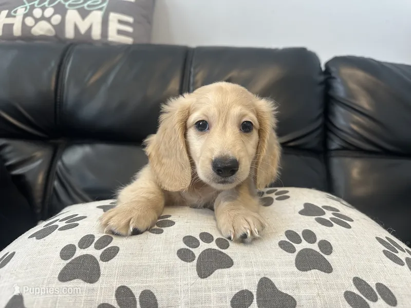 Kristoff – Miniature Dachshund puppy for sale in Winston-Salem, NC