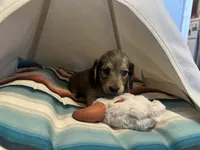 Slinky, a male Miniature Dachshund for sale in Winston-Salem, NC – 5 of 8