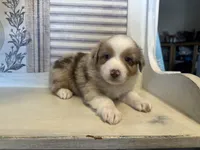 Georgia , a female Miniature Australian Shepherd for sale in Winston-Salem, NC – 8 of 10