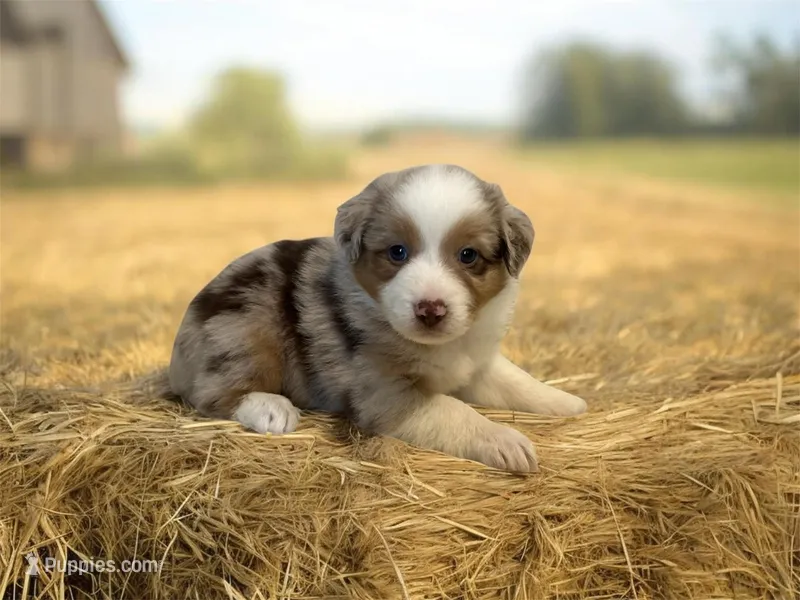 Georgia  – Miniature Australian Shepherd puppy for sale in Winston-Salem, NC