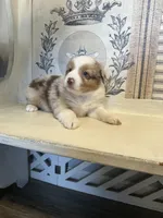 Georgia , a female Miniature Australian Shepherd for sale in Winston-Salem, NC – 10 of 10