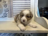 Georgia , a female Miniature Australian Shepherd for sale in Winston-Salem, NC – 6 of 10