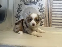 Georgia , a female Miniature Australian Shepherd for sale in Winston-Salem, NC – 4 of 10