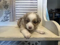 Georgia , a female Miniature Australian Shepherd for sale in Winston-Salem, NC – 7 of 10