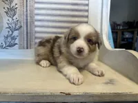 Georgia , a female Miniature Australian Shepherd for sale in Winston-Salem, NC – 9 of 10
