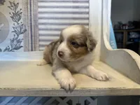 Georgia , a female Miniature Australian Shepherd for sale in Winston-Salem, NC – 5 of 10