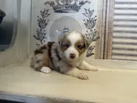 Georgia , a female Miniature Australian Shepherd for sale in Winston-Salem, NC – 3 of 10