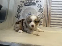 Georgia , a female Miniature Australian Shepherd for sale in Winston-Salem, NC – 2 of 10
