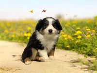 Noel, a female Miniature Australian Shepherd for sale in Winston-Salem, NC – Photo 1 of 10