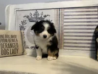 Noel, a female Miniature Australian Shepherd for sale in Winston-Salem, NC – Photo 4 of 10