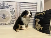 Noel, a female Miniature Australian Shepherd for sale in Winston-Salem, NC – Photo 10 of 10