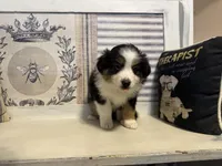 Noel, a female Miniature Australian Shepherd for sale in Winston-Salem, NC – Photo 2 of 10