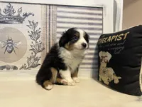 Noel, a female Miniature Australian Shepherd for sale in Winston-Salem, NC – Photo 9 of 10