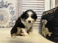 Noel, a female Miniature Australian Shepherd for sale in Winston-Salem, NC – Photo 3 of 10