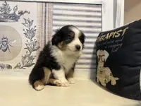 Noel, a female Miniature Australian Shepherd for sale in Winston-Salem, NC – Photo 7 of 10