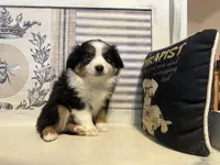 Noel, a female Miniature Australian Shepherd for sale in Winston-Salem, NC – Photo 8 of 10