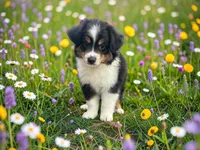 Pewee, a male Toy Australian Shepherd for sale in Winston-Salem, NC – 5 of 8