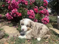 Kentucky , a male Miniature Australian Shepherd for sale in Winston-Salem, NC – 9 of 10