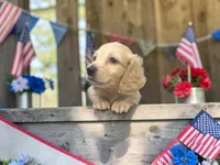 Anna, a female Miniature Dachshund for sale in Winston-Salem, NC – 2 of 6