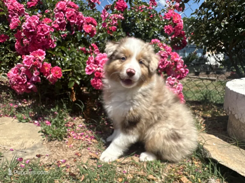 Montana  – Miniature Australian Shepherd puppy for sale in Winston-Salem, NC