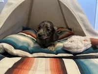 Marbles , a female Miniature Dachshund for sale in Winston-Salem, NC – 5 of 10