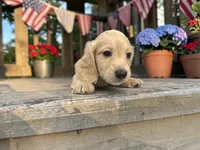 Kristoff, a male Miniature Dachshund for sale in Winston-Salem, NC – 3 of 6