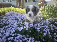 Roli Poli, a male Miniature Australian Shepherd for sale in Winston-Salem, NC – Photo 4 of 9