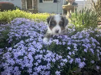 Roli Poli, a male Miniature Australian Shepherd for sale in Winston-Salem, NC – Photo 7 of 9