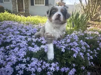 Roli Poli, a male Miniature Australian Shepherd for sale in Winston-Salem, NC – Photo 8 of 9