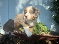 Roli Poli, a male Miniature Australian Shepherd for sale in Winston-Salem, NC – Photo 2 of 9