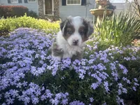 Roli Poli, a male Miniature Australian Shepherd for sale in Winston-Salem, NC – Photo 9 of 9
