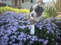Roli Poli, a male Miniature Australian Shepherd for sale in Winston-Salem, NC – Photo 6 of 9