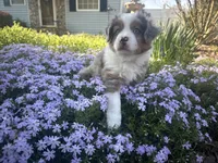 Roli Poli, a male Miniature Australian Shepherd for sale in Winston-Salem, NC – Photo 5 of 9