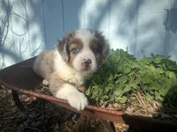 Roli Poli, a male Miniature Australian Shepherd for sale in Winston-Salem, NC – Photo 3 of 9