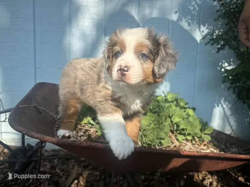 Roli Poli – Miniature Australian Shepherd puppy for sale in Winston-Salem, NC