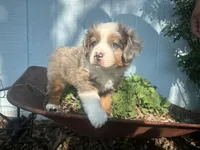 Roli Poli, a male Miniature Australian Shepherd for sale in Winston-Salem, NC – Photo 1 of 9