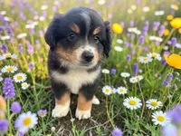 Pedro, a male Toy Australian Shepherd for sale in Winston-Salem, NC – 6 of 10