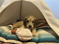 Holly Hobby, a female Miniature Dachshund for sale in Winston-Salem, NC – 6 of 10
