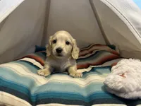 Jax, a male Miniature Dachshund for sale in Winston-Salem, NC – 5 of 10