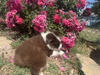 Virginia , a female Miniature Australian Shepherd for sale in Winston-Salem, NC – 4 of 10