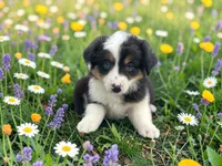 Penelope, a female Toy Australian Shepherd for sale in Winston-Salem, NC – 3 of 10